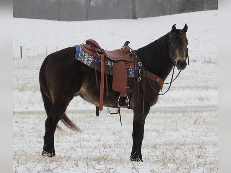 American Quarter Horse Castrone 7 Anni 150 cm Pelle di daino in Tompkinsville KY