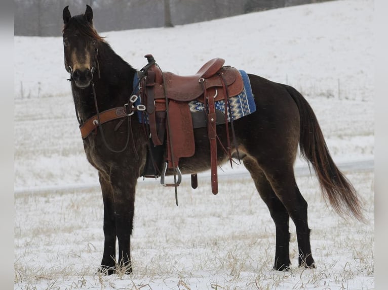American Quarter Horse Castrone 7 Anni 150 cm Pelle di daino in Tompkinsville KY