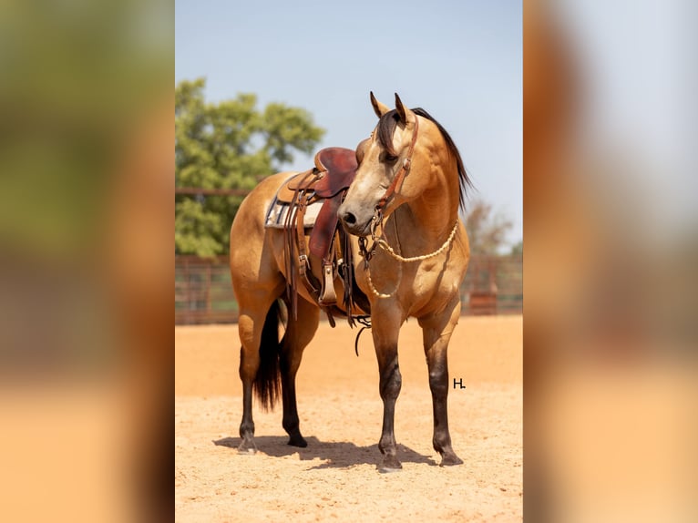 American Quarter Horse Castrone 7 Anni 150 cm Pelle di daino in Weatherford TX