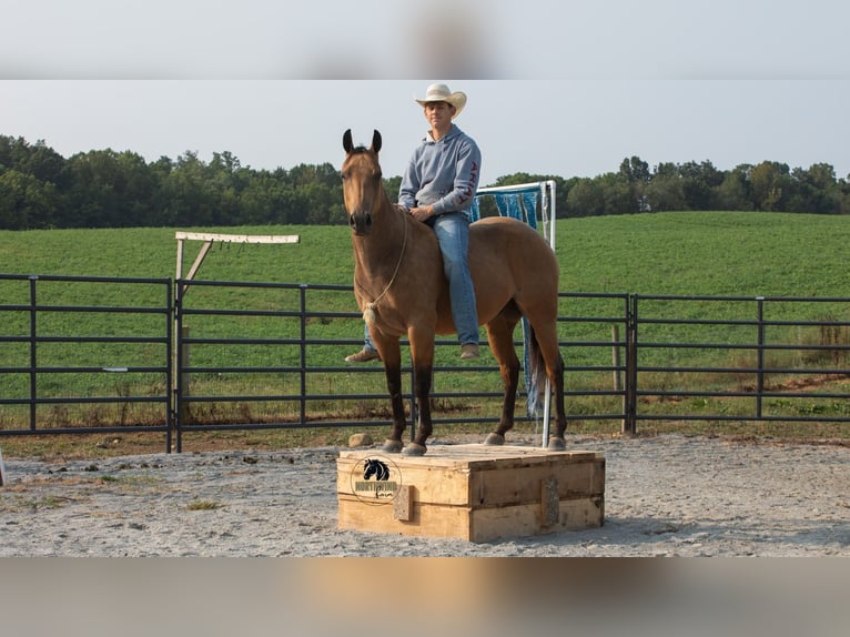 American Quarter Horse Castrone 7 Anni 150 cm Pelle di daino in Fredericksburg
