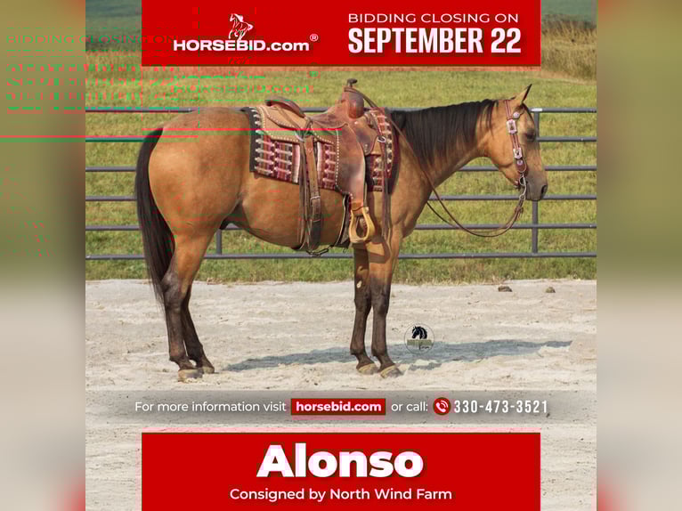 American Quarter Horse Castrone 7 Anni 150 cm Pelle di daino in Fredericksburg