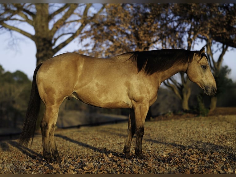 American Quarter Horse Castrone 7 Anni 150 cm Pelle di daino in Morrilton
