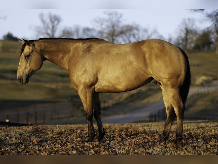 American Quarter Horse Castrone 7 Anni 150 cm Pelle di daino in Morrilton