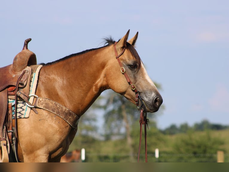 American Quarter Horse Castrone 7 Anni 150 cm Pelle di daino in Sonora