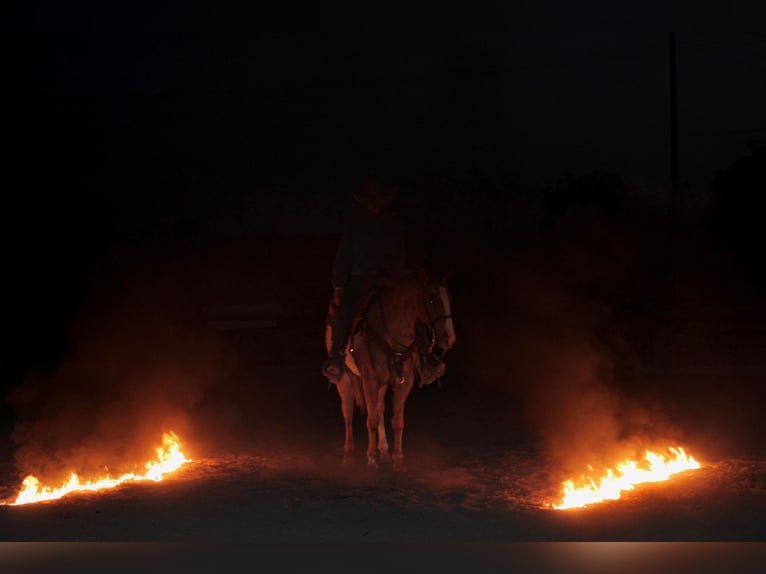 American Quarter Horse Castrone 7 Anni 150 cm Roano rosso in Breckenridge, TX