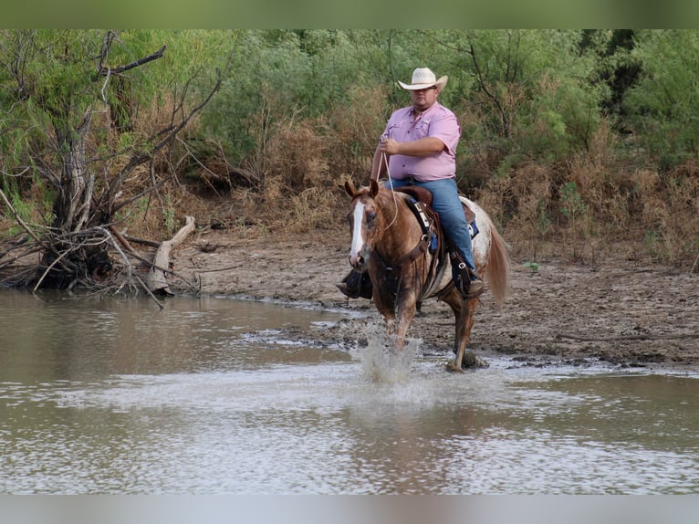 American Quarter Horse Castrone 7 Anni 150 cm Roano rosso in Breckenridge, TX