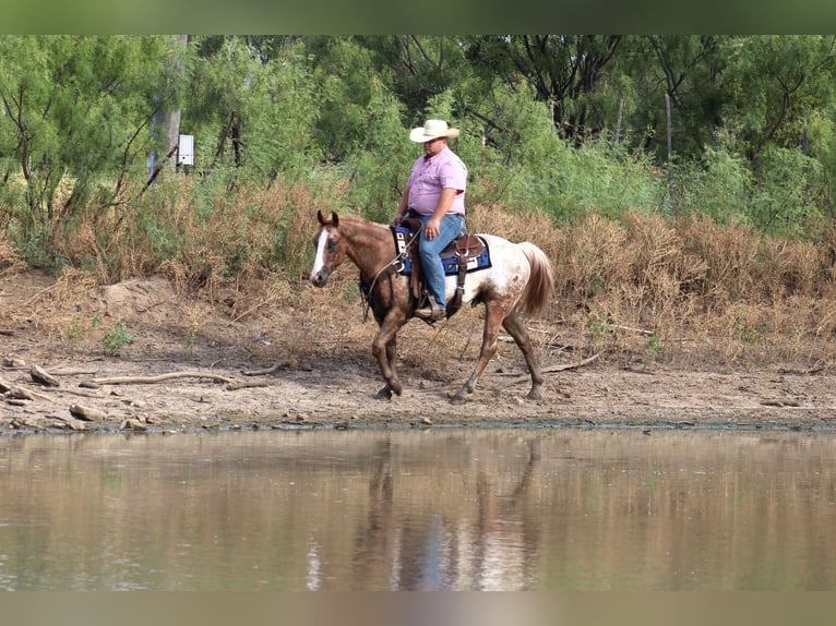 American Quarter Horse Castrone 7 Anni 150 cm Roano rosso in Breckenridge, TX