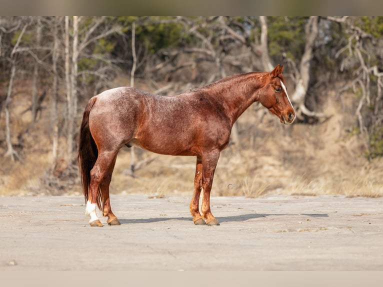 American Quarter Horse Castrone 7 Anni 150 cm Roano rosso in Amarillo, TX