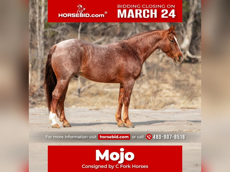 American Quarter Horse Castrone 7 Anni 150 cm Roano rosso in Amarillo, TX