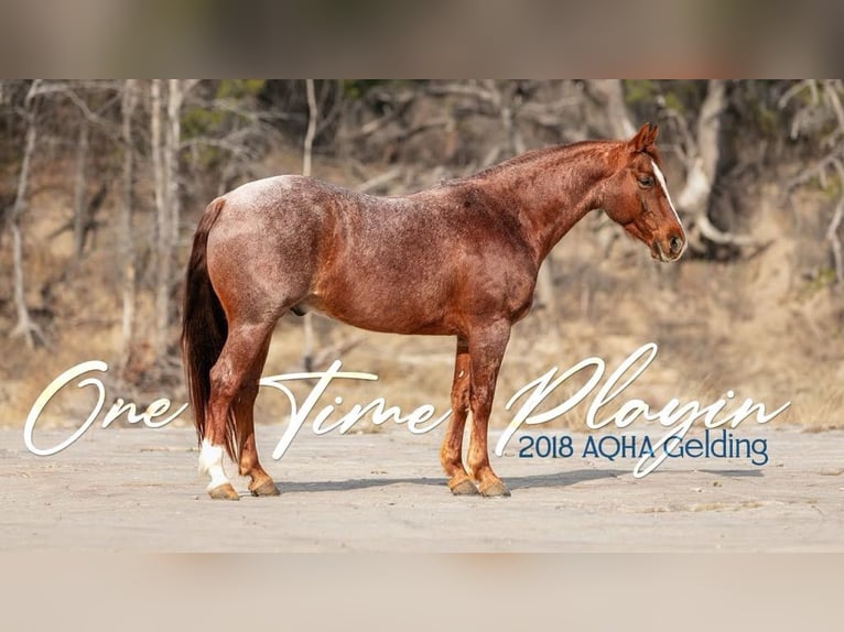 American Quarter Horse Castrone 7 Anni 150 cm Roano rosso in Amarillo, TX