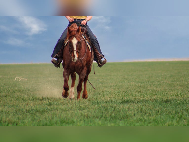 American Quarter Horse Castrone 7 Anni 150 cm Roano rosso in Amarillo, TX