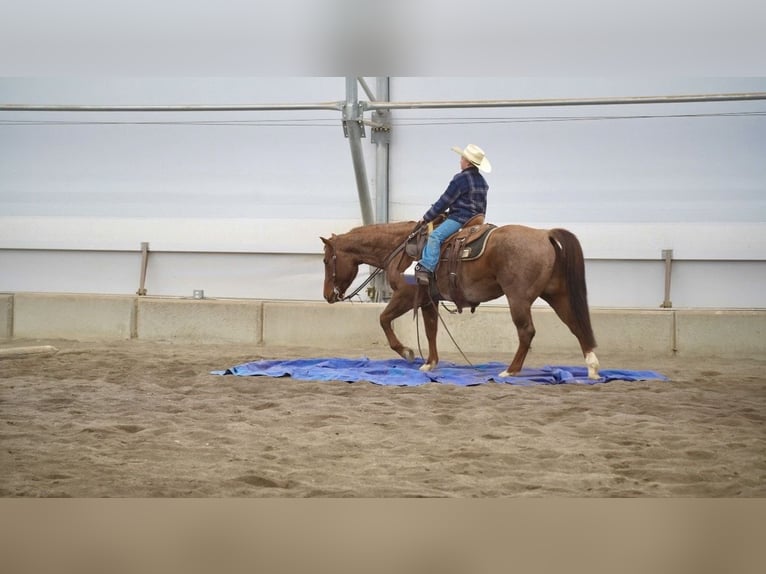 American Quarter Horse Castrone 7 Anni 150 cm Roano rosso in Saint Anthony