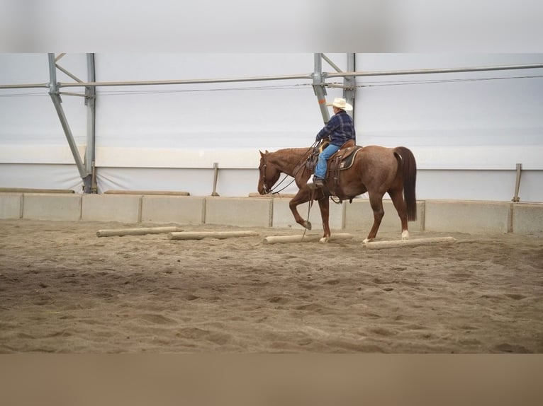 American Quarter Horse Castrone 7 Anni 150 cm Roano rosso in Saint Anthony