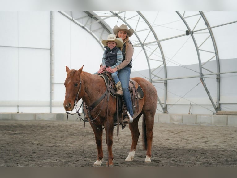 American Quarter Horse Castrone 7 Anni 150 cm Roano rosso in Saint Anthony