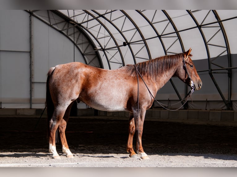 American Quarter Horse Castrone 7 Anni 150 cm Roano rosso in Saint Anthony