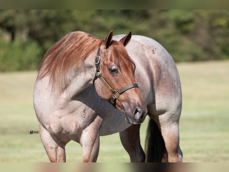 American Quarter Horse Castrone 7 Anni 150 cm Roano rosso in Whitesboro, TX