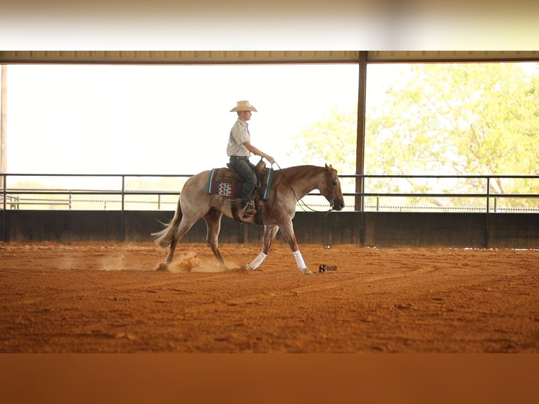 American Quarter Horse Castrone 7 Anni 150 cm Roano rosso in Whitesboro, TX