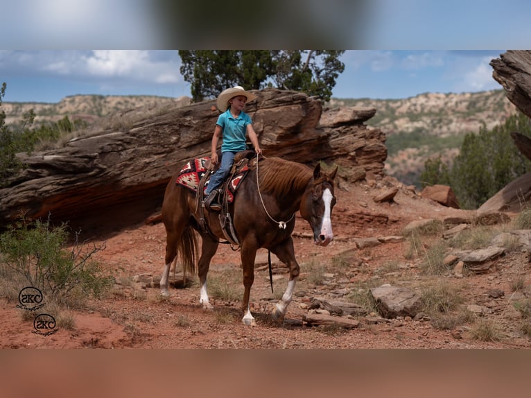 American Quarter Horse Castrone 7 Anni 150 cm Sauro ciliegia in Canyon