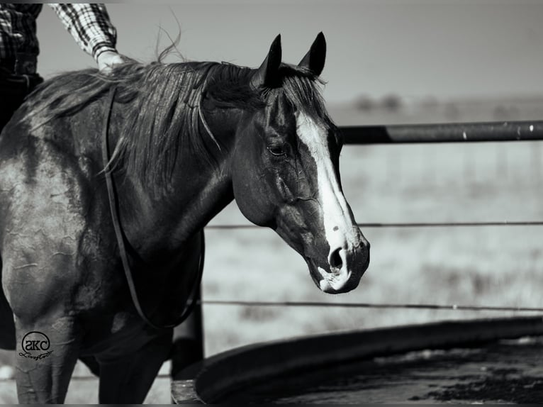 American Quarter Horse Castrone 7 Anni 150 cm Sauro ciliegia in Canyon