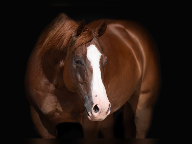 American Quarter Horse Castrone 7 Anni 150 cm Sauro ciliegia in Canyon