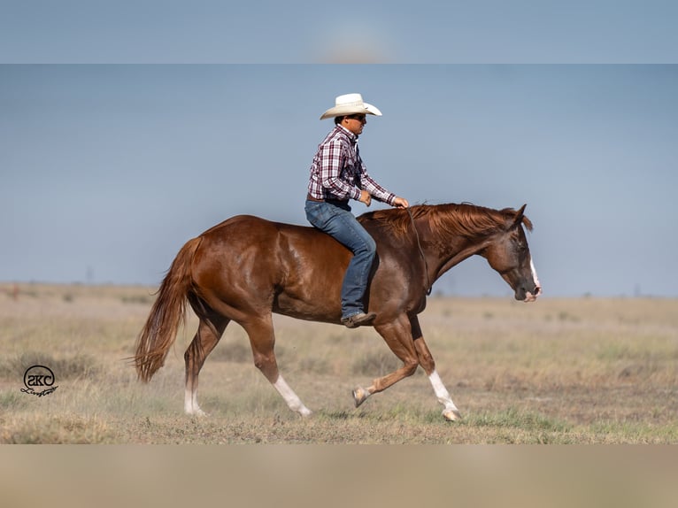 American Quarter Horse Castrone 7 Anni 150 cm Sauro ciliegia in Canyon