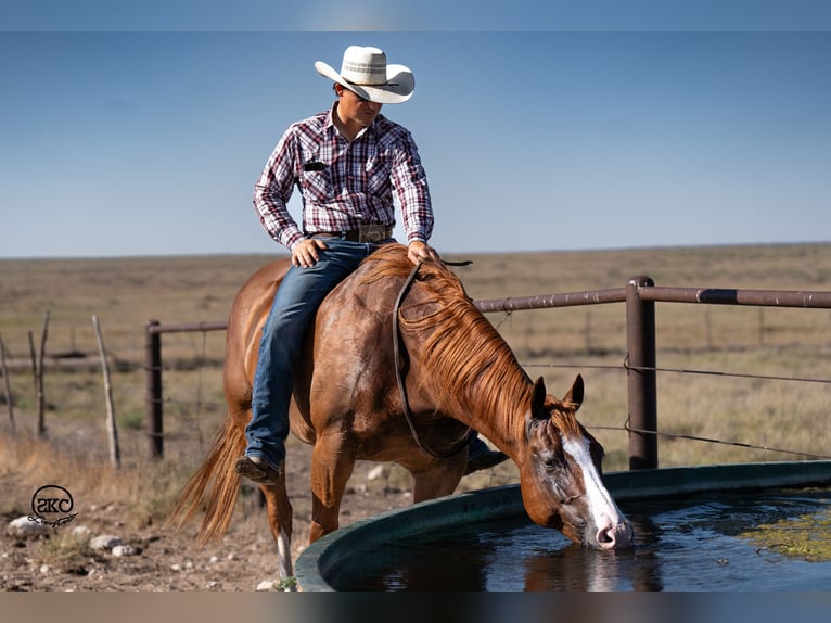 American Quarter Horse Castrone 7 Anni 150 cm Sauro ciliegia in Canyon