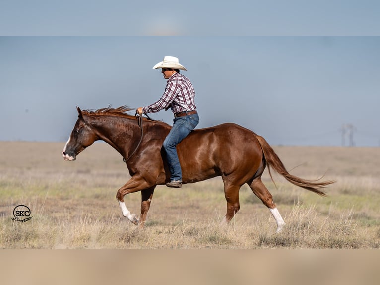 American Quarter Horse Castrone 7 Anni 150 cm Sauro ciliegia in Canyon