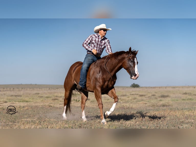 American Quarter Horse Castrone 7 Anni 150 cm Sauro ciliegia in Canyon