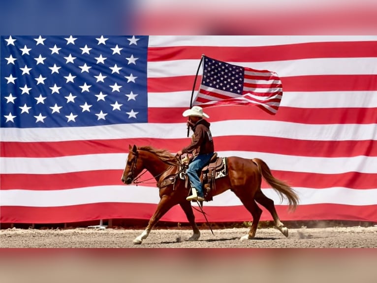 American Quarter Horse Castrone 7 Anni 150 cm Sauro ciliegia in Tres Pinos