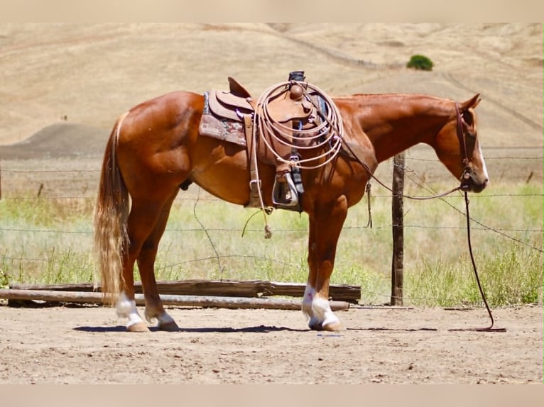 American Quarter Horse Castrone 7 Anni 150 cm Sauro ciliegia in Tres Pinos