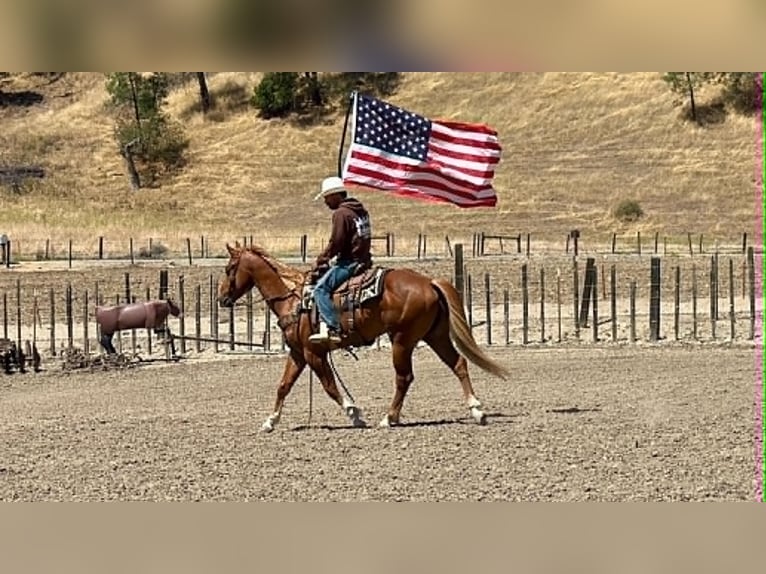 American Quarter Horse Castrone 7 Anni 150 cm Sauro ciliegia in Tres Pinos