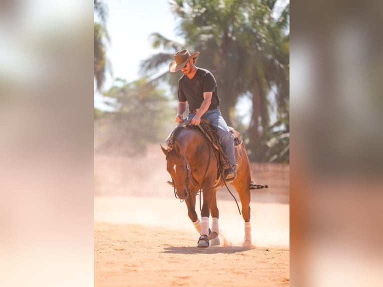 American Quarter Horse Castrone 7 Anni 150 cm Sauro ciliegia in Miami