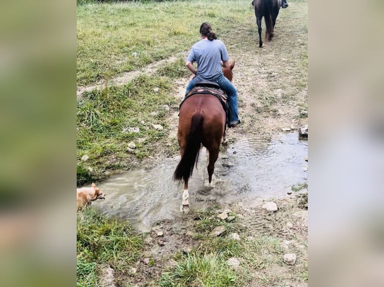 American Quarter Horse Castrone 7 Anni 150 cm Sauro ciliegia in Peosta, IA