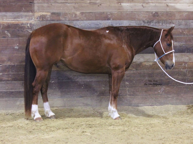 American Quarter Horse Castrone 7 Anni 150 cm Sauro ciliegia in Peosta, IA