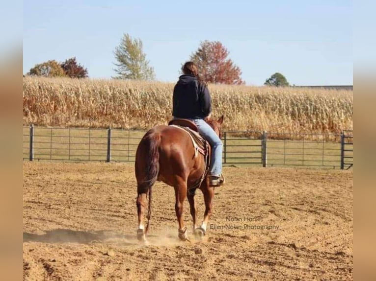 American Quarter Horse Castrone 7 Anni 150 cm Sauro ciliegia in Peosta, IA