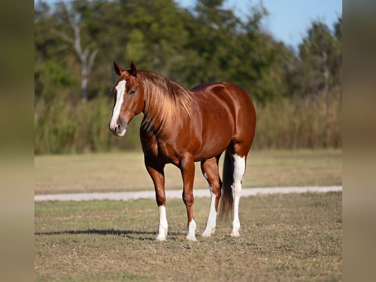American Quarter Horse Castrone 7 Anni 150 cm Sauro ciliegia in Waco