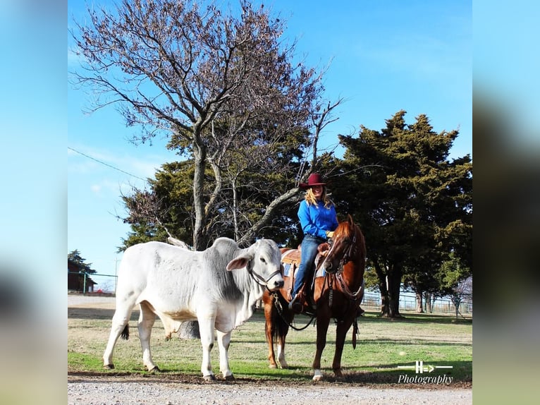 American Quarter Horse Castrone 7 Anni 150 cm Sauro ciliegia in Cushing, OK