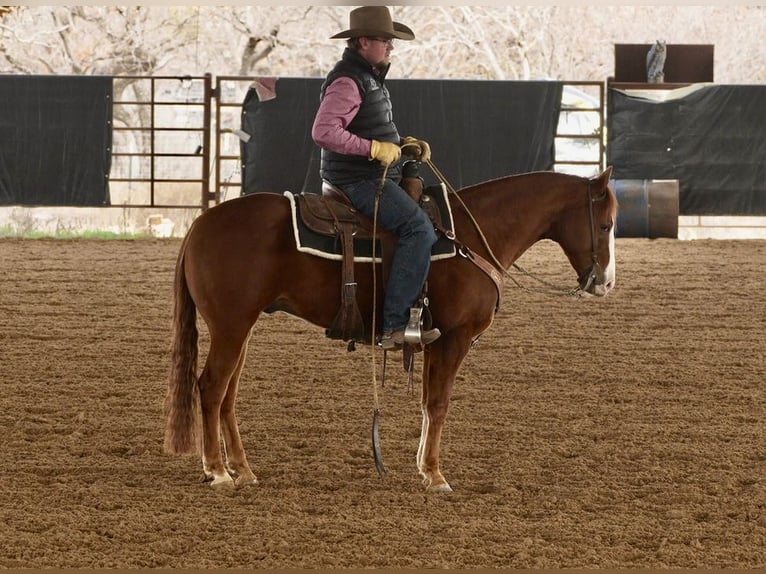 American Quarter Horse Castrone 7 Anni 150 cm Sauro ciliegia in Cisco, TX