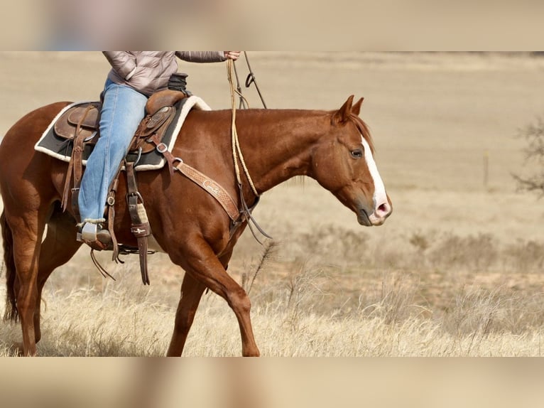 American Quarter Horse Castrone 7 Anni 150 cm Sauro ciliegia in Cisco, TX