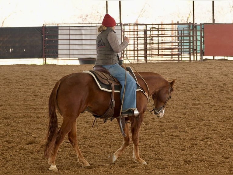 American Quarter Horse Castrone 7 Anni 150 cm Sauro ciliegia in Cisco, TX