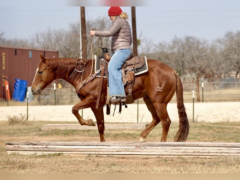 American Quarter Horse Castrone 7 Anni 150 cm Sauro ciliegia in Cisco, TX