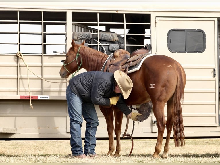 American Quarter Horse Castrone 7 Anni 150 cm Sauro ciliegia in Cisco, TX