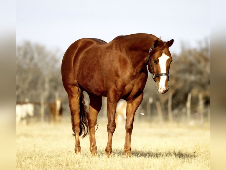 American Quarter Horse Castrone 7 Anni 150 cm Sauro ciliegia in Cisco, TX