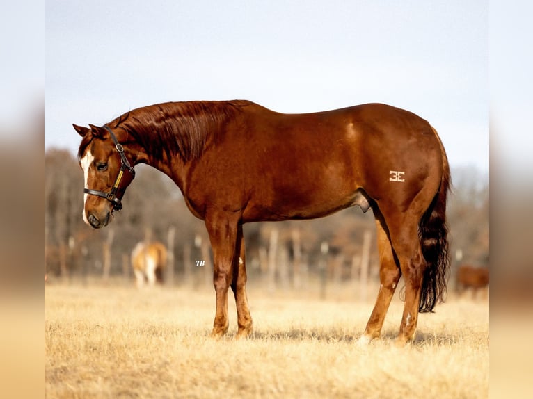 American Quarter Horse Castrone 7 Anni 150 cm Sauro ciliegia in Cisco, TX