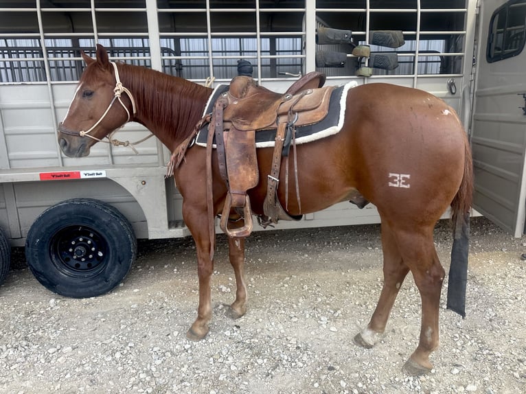 American Quarter Horse Castrone 7 Anni 150 cm Sauro ciliegia in Cisco, TX