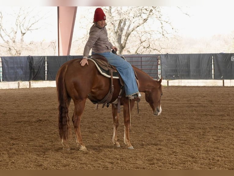 American Quarter Horse Castrone 7 Anni 150 cm Sauro ciliegia in Cisco, TX