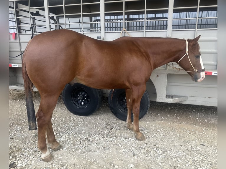 American Quarter Horse Castrone 7 Anni 150 cm Sauro ciliegia in Cisco, TX