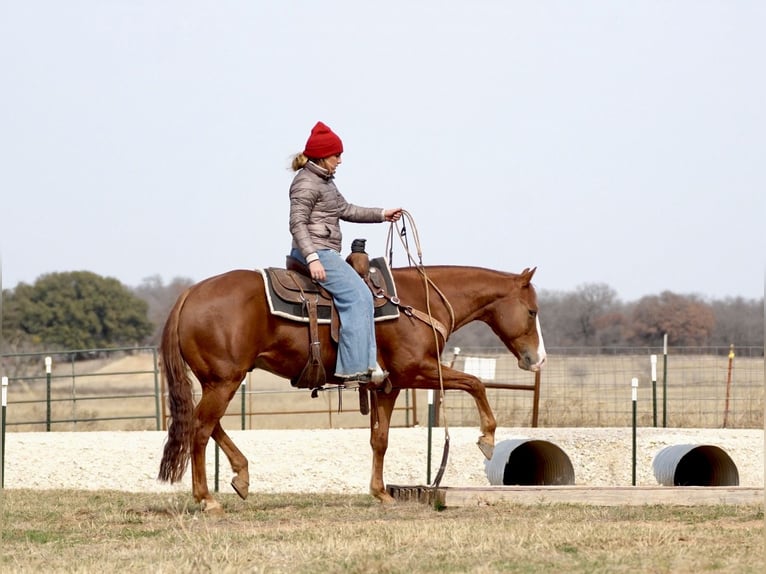 American Quarter Horse Castrone 7 Anni 150 cm Sauro ciliegia in Cisco, TX