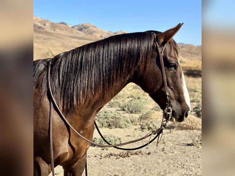 American Quarter Horse Castrone 7 Anni 150 cm Sauro scuro in Bitterwater CA