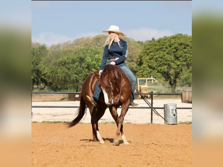 American Quarter Horse Castrone 7 Anni 150 cm Sauro scuro in jOSHUA tx